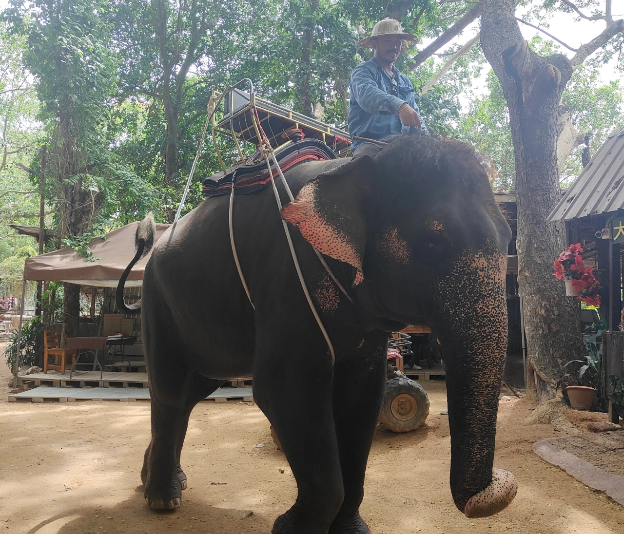 お盆休みはタイ旅行へ｜パタヤでゾウ乗り体験「Pattaya Elephant Village」