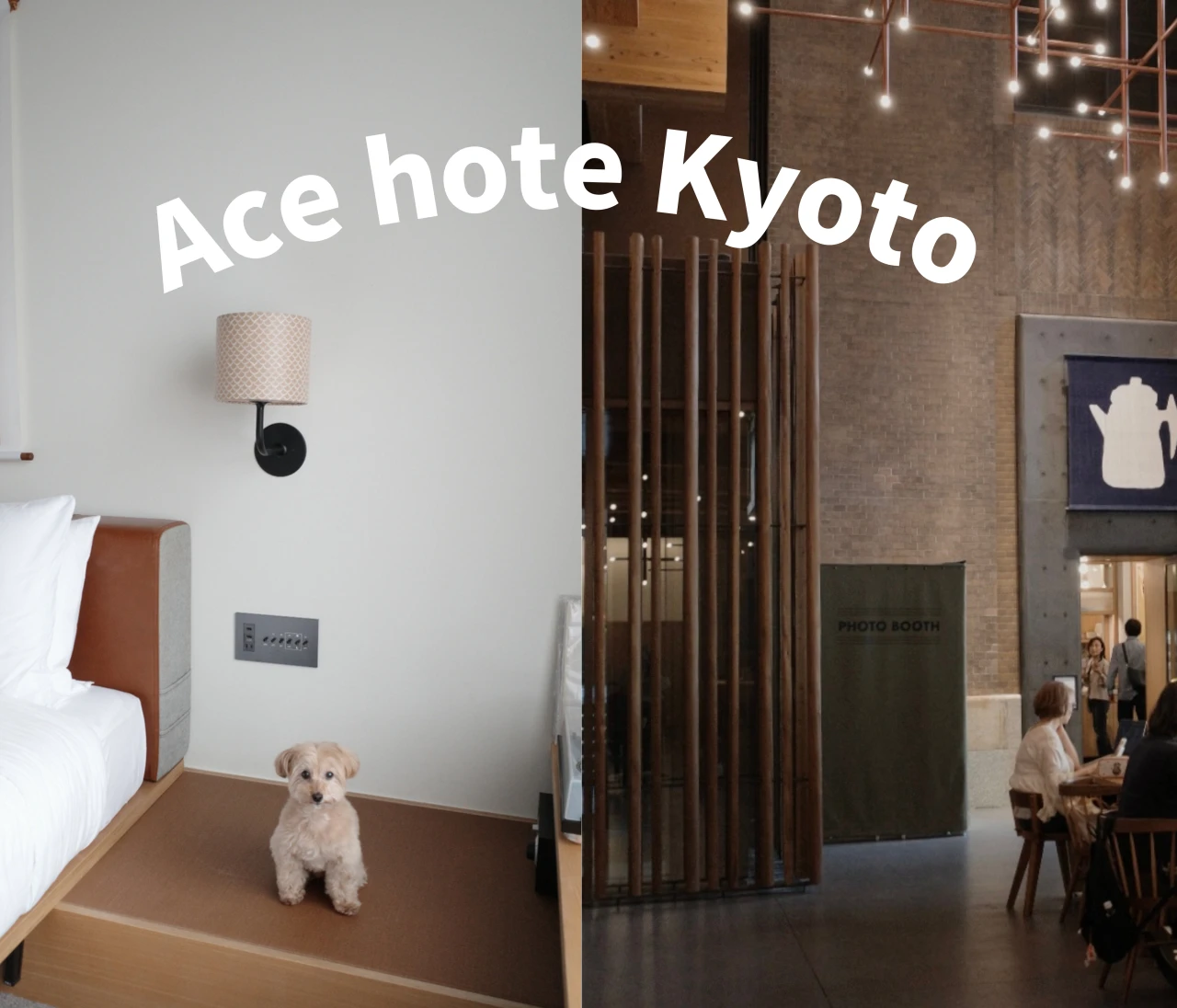 【京都ペット可ホテル】Ace Hotel Kyoto宿泊記｜犬連れ旅行におすすめの理由