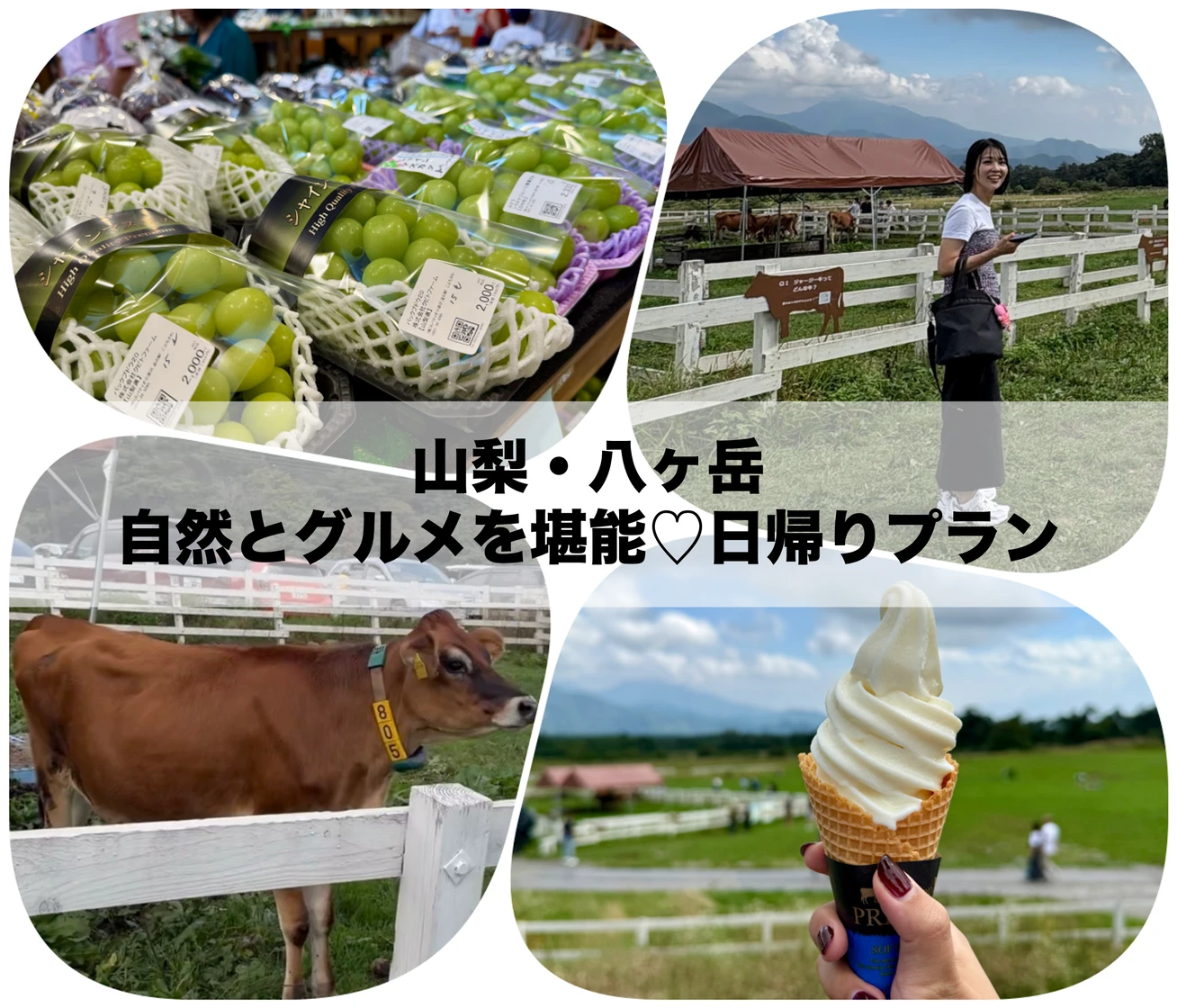 【山梨・八ヶ岳】日帰りモデルコース|東京から2時間、清泉寮・道の駅で八ヶ岳グルメと自然を楽しむ