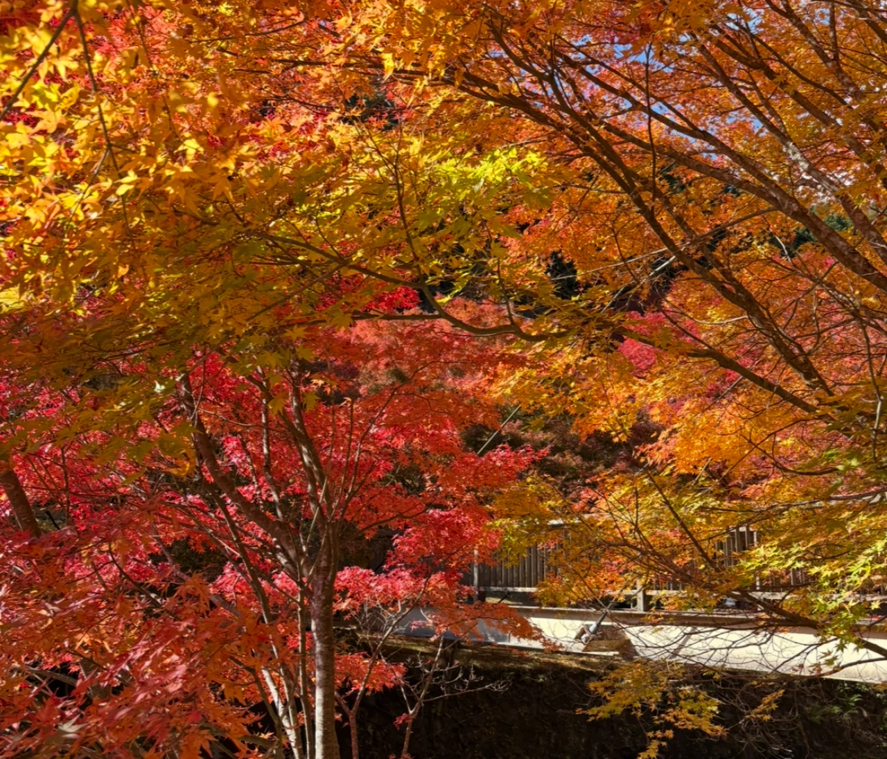 兵庫の奥地に佇む秘湯【篭坊（かごのぼう）温泉】の紅葉は今が見頃！
