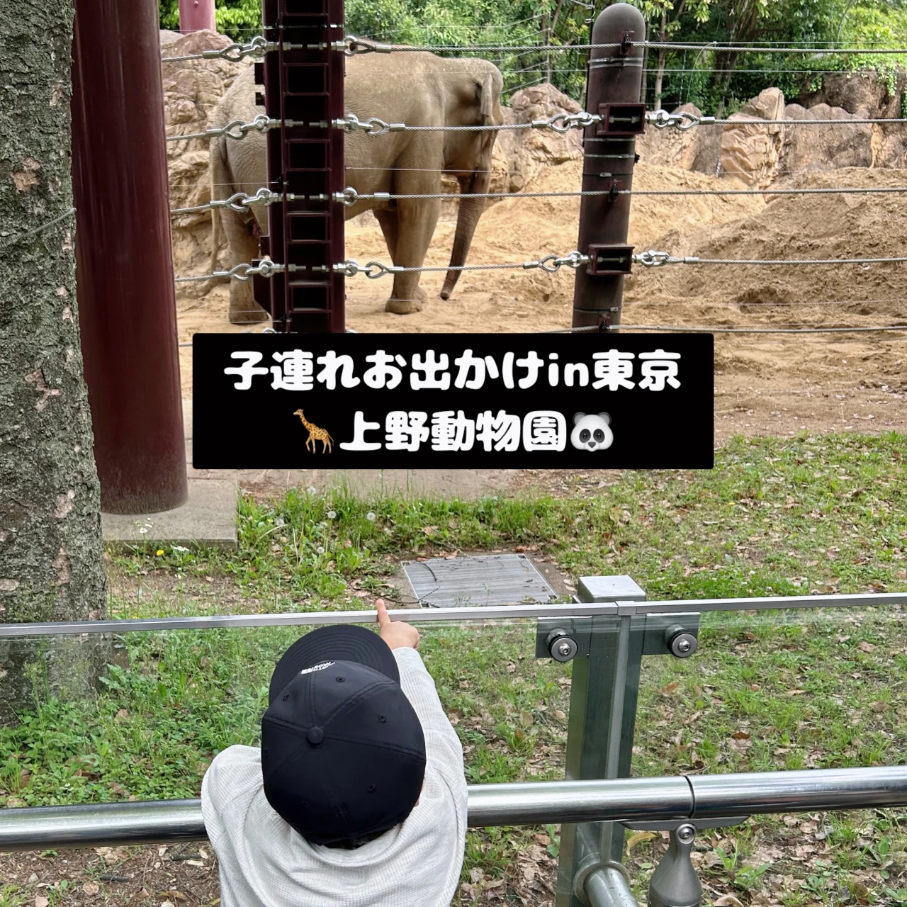 【子連れお出かけ】in東京?定番の上野動物園?
