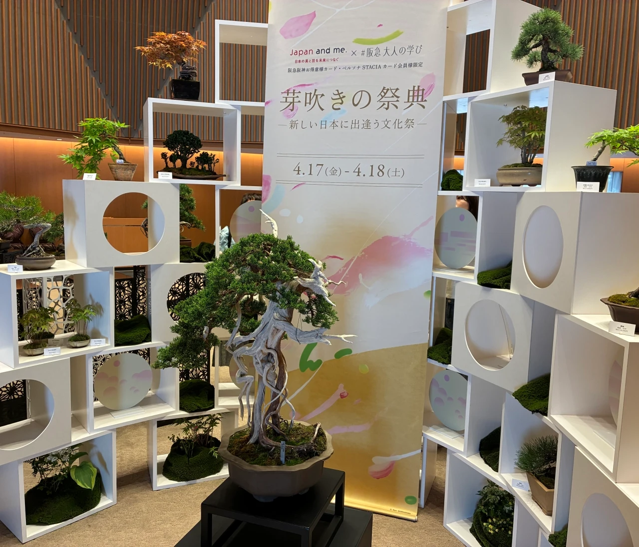 【阪急大人の学び】盆栽デビューしました