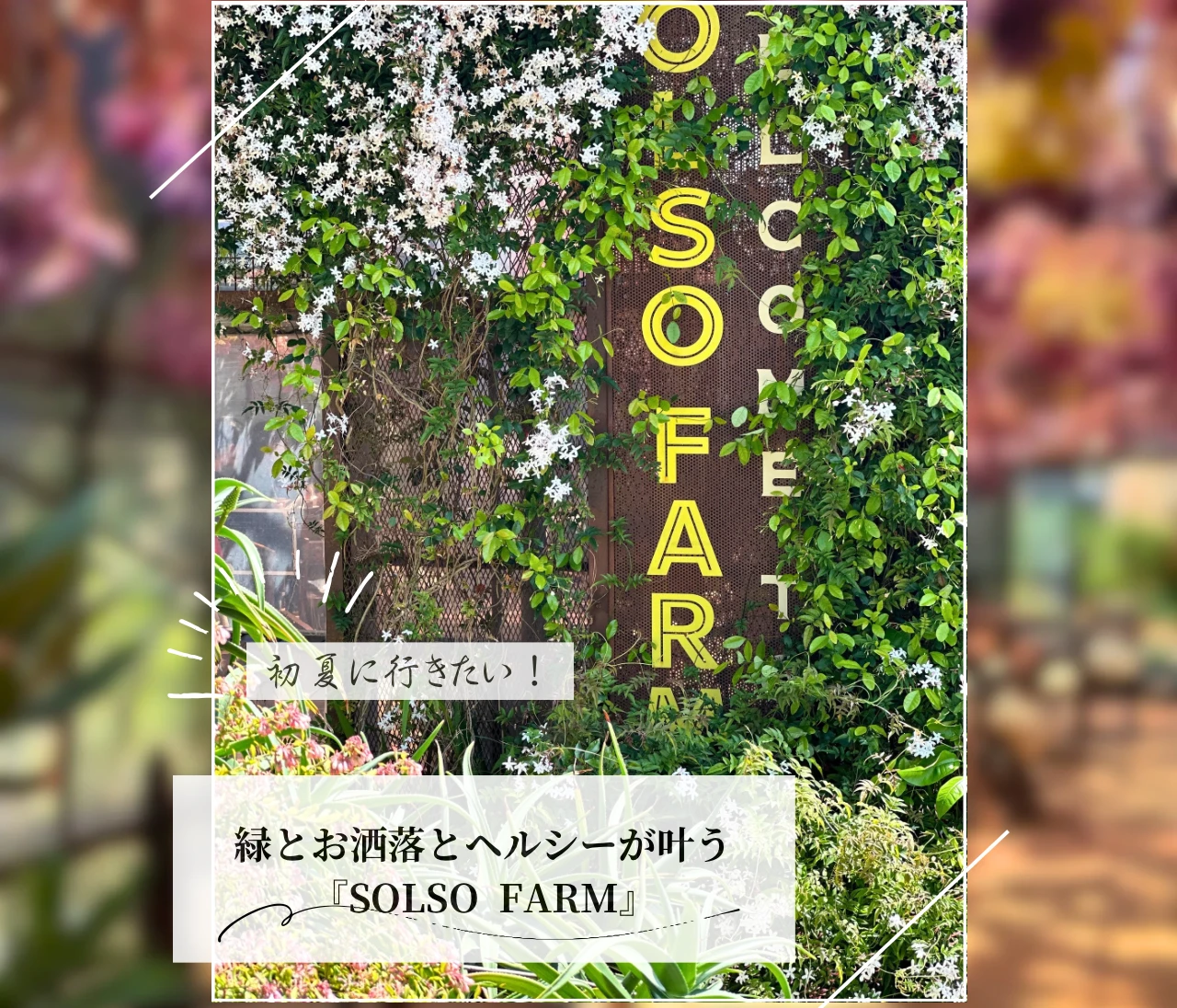 緑とお洒落とヘルシーが叶う！『SOLSO FARM』の初夏
