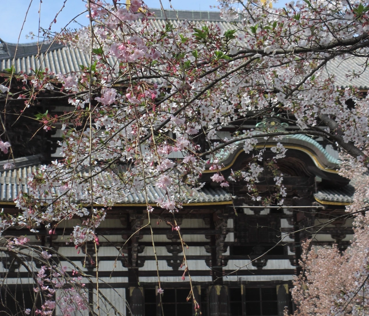 まだ見頃に間に合う♡ 桜をたのしむ古都・奈良旅のすゝめ｜日帰りプラン