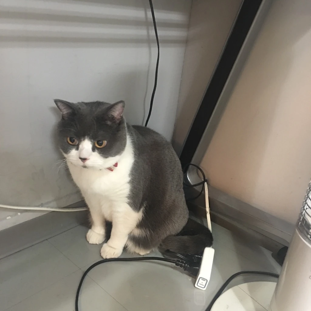 にゃんバカさん垂涎♡1月号付録はにゃんバカレンダー！