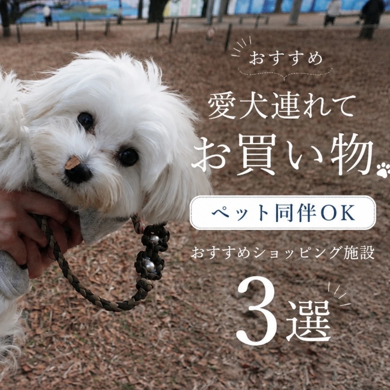 愛犬とお買い物!ペット同伴OKなモール3選?