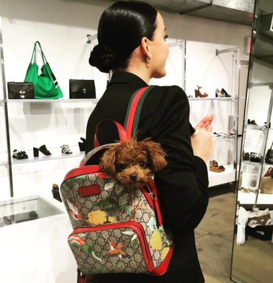 セレブ溺愛! 愛しのペットライフ【わんバカ編③】