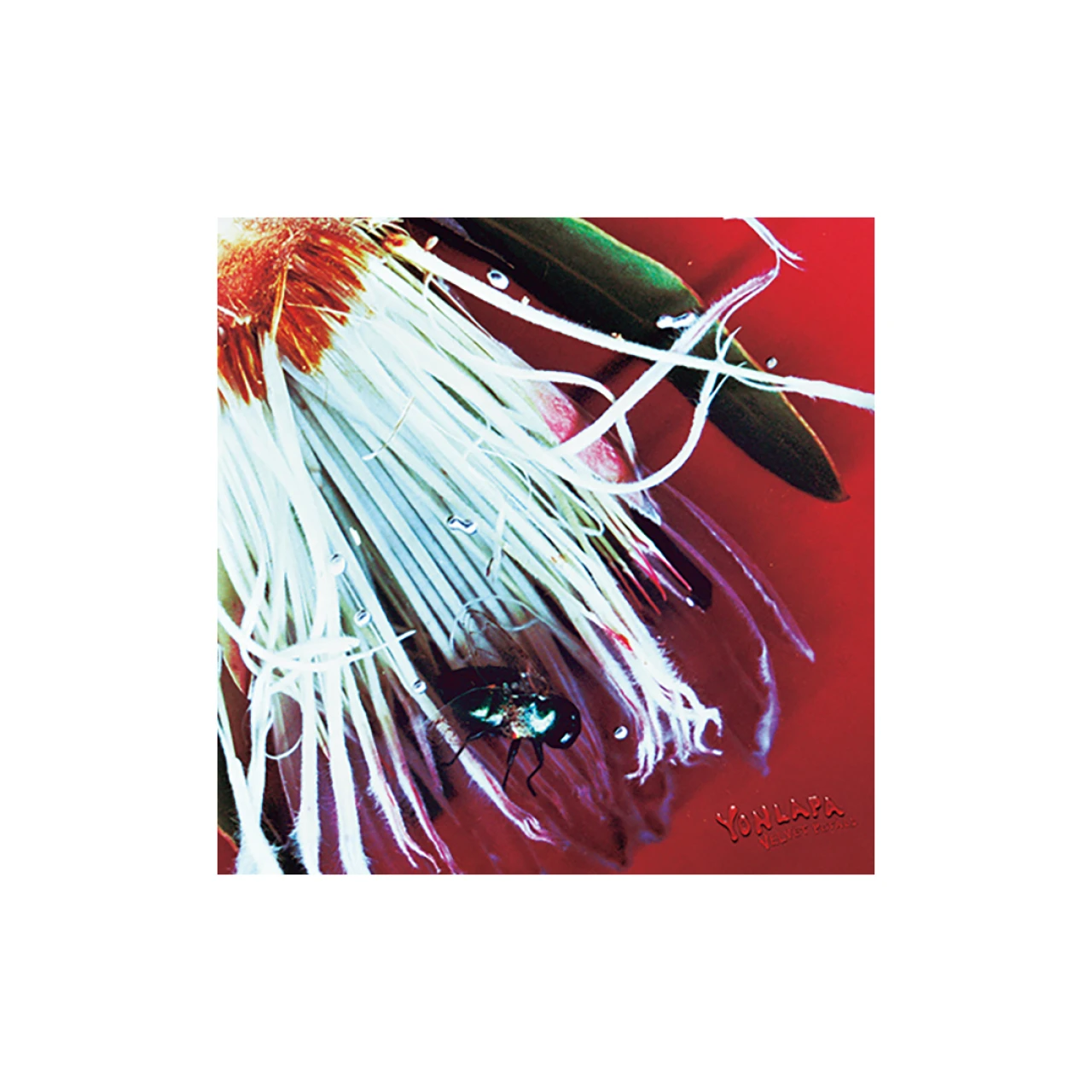 タイ・チェンマイ発、4人組バンドYONLAPAのEP『Velvet Petals』をレビュー【音楽流行キーワード ワールドツアーの隆盛】