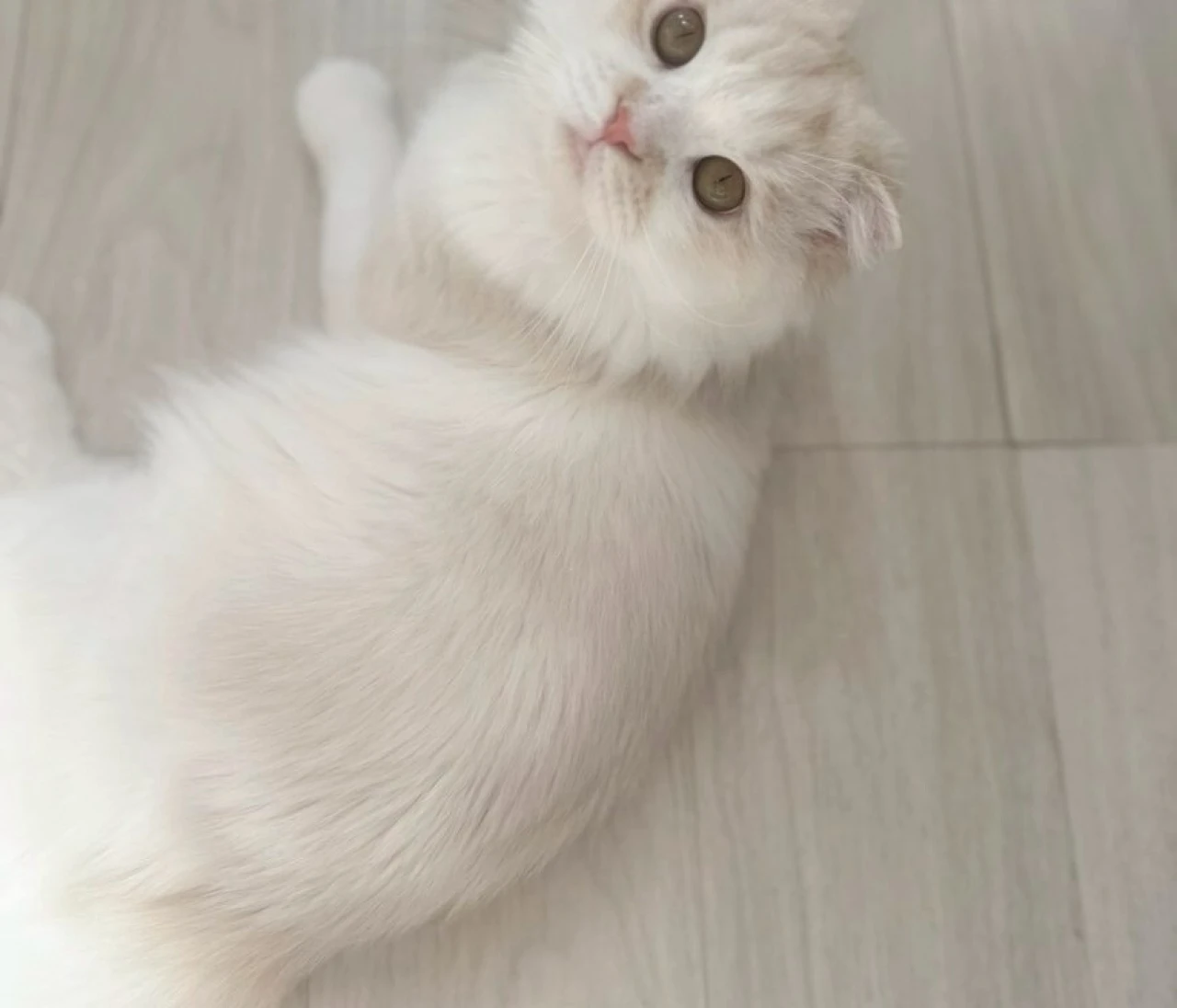 愛猫の難病発覚から寛解まで、私が学んだ命を守る知識