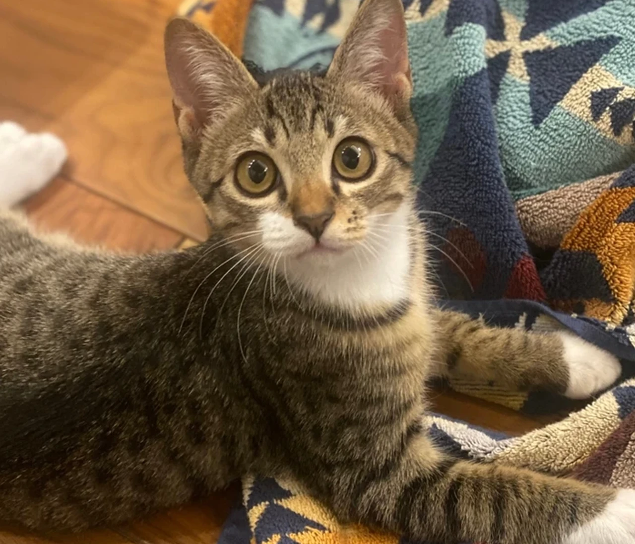 保護猫を迎えたら、世界一の幸せが待っていた話