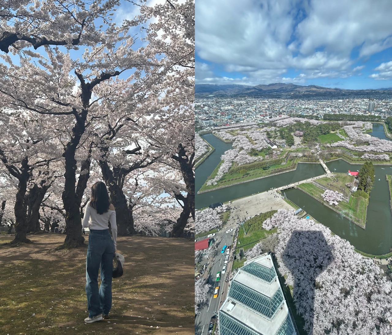 もうすぐ春🌸GWには桜が見頃の北海道函館旅行がおすすめ！グルメも満喫