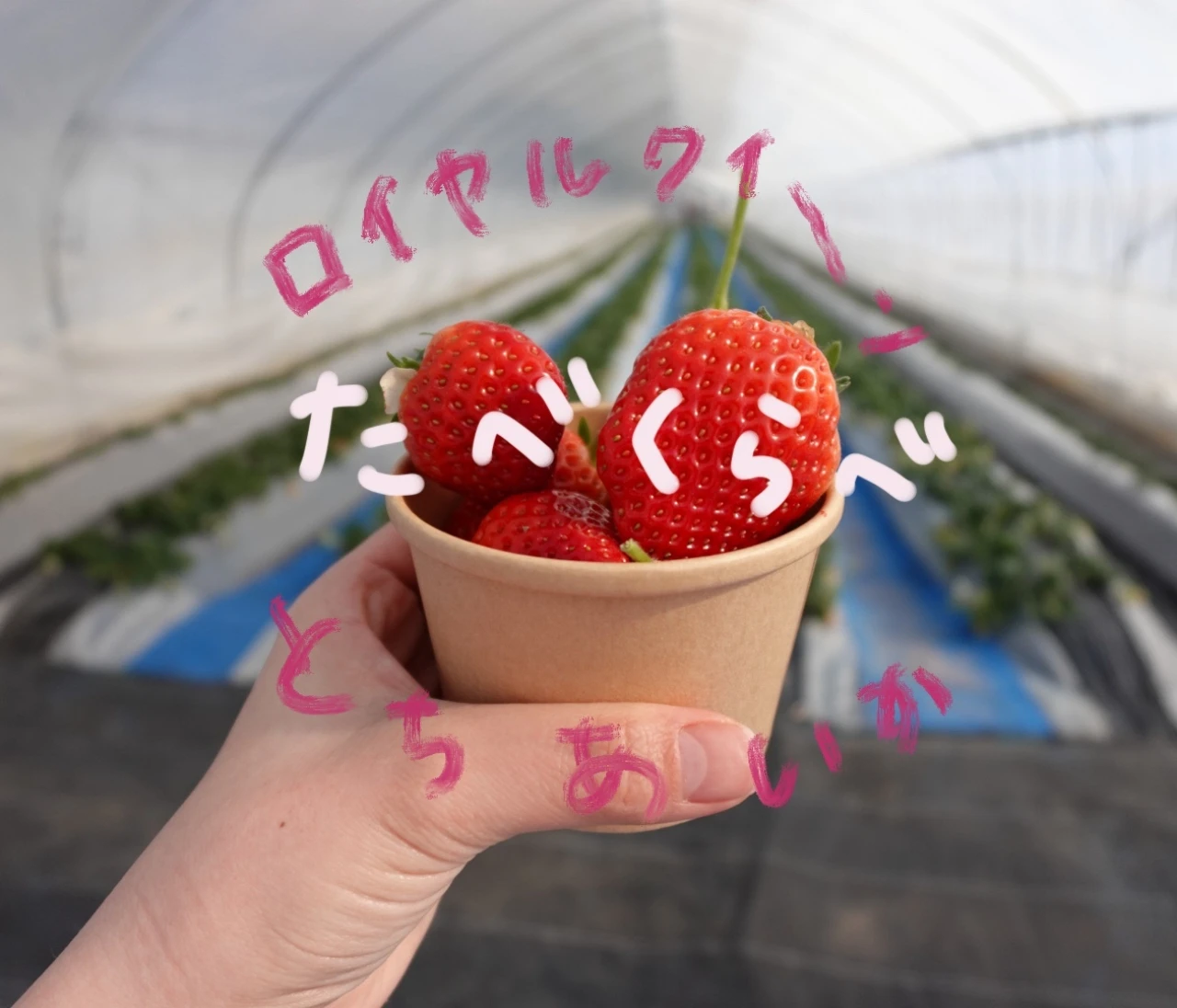 ＜ロイヤルクイーン🍓が食べたい！＞栃木県でいちごの食べ比べとちょこっと旅コーデ