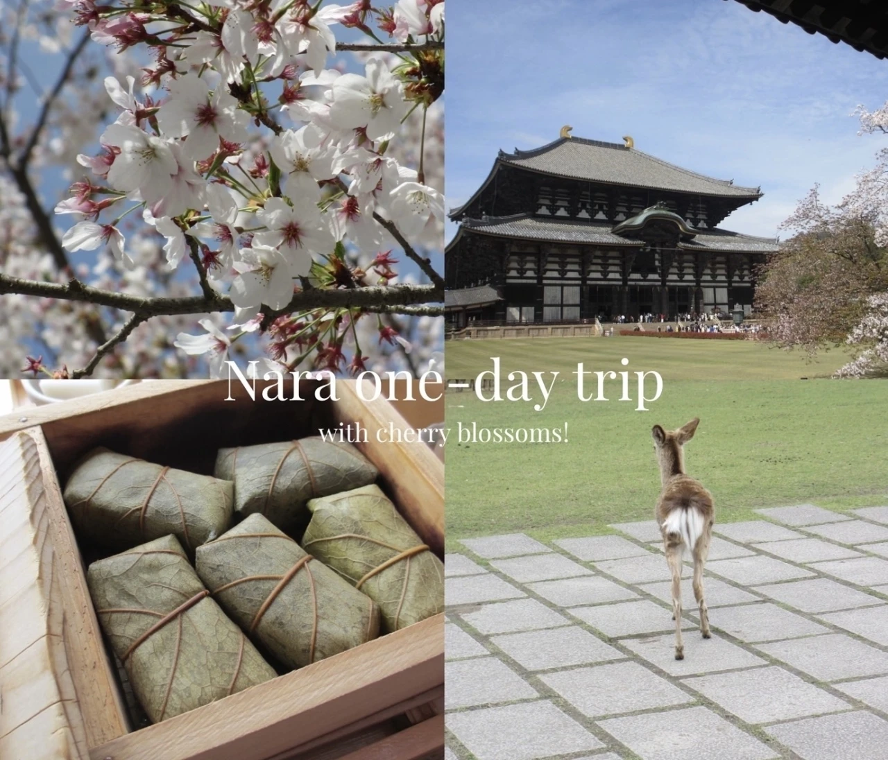 まだ見頃に間に合う♡ 桜をたのしむ古都・奈良旅のすゝめ｜日帰りプラン