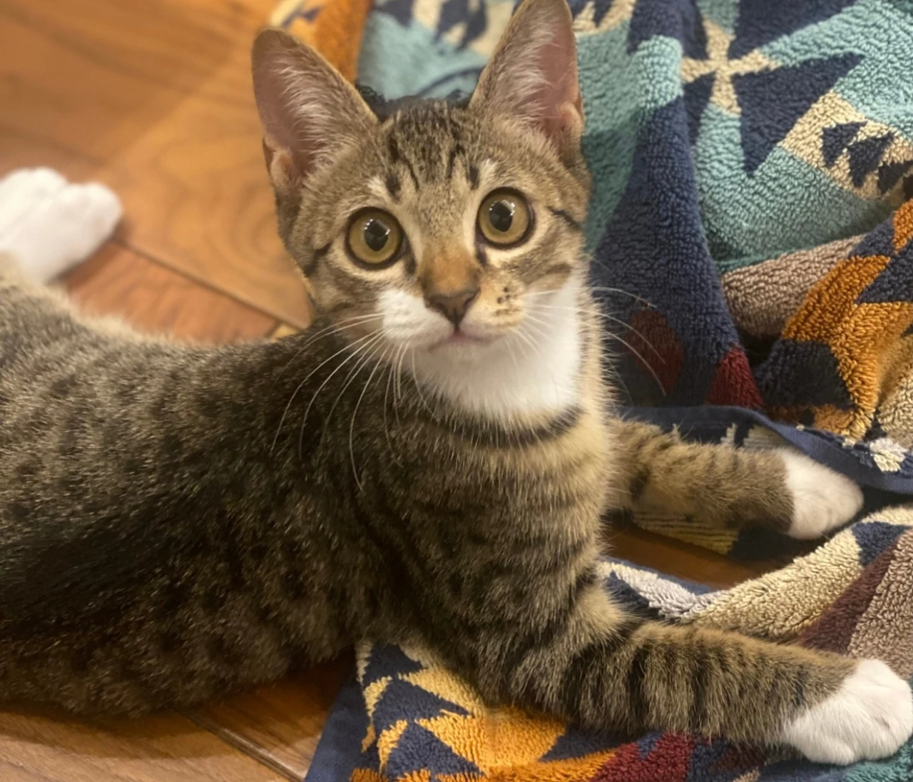 保護猫を迎えたら、世界一の幸せが待っていた話【エディターズピック 番外編】