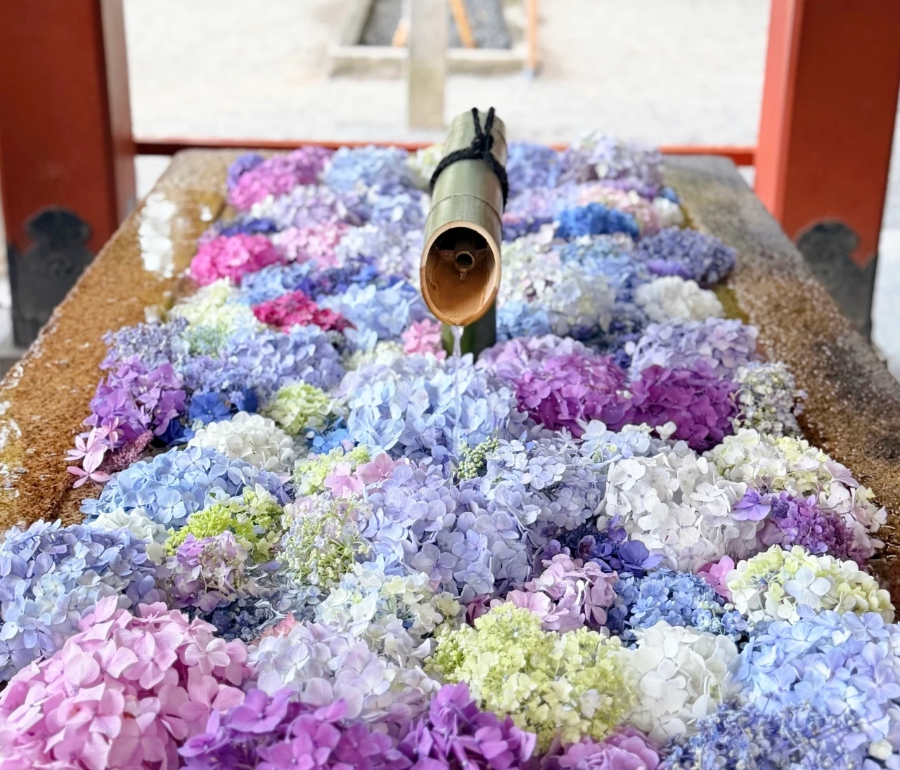 【鎌倉】鶴岡八幡宮の花手水が美しすぎる♡色とりどりの紫陽花にうっとり