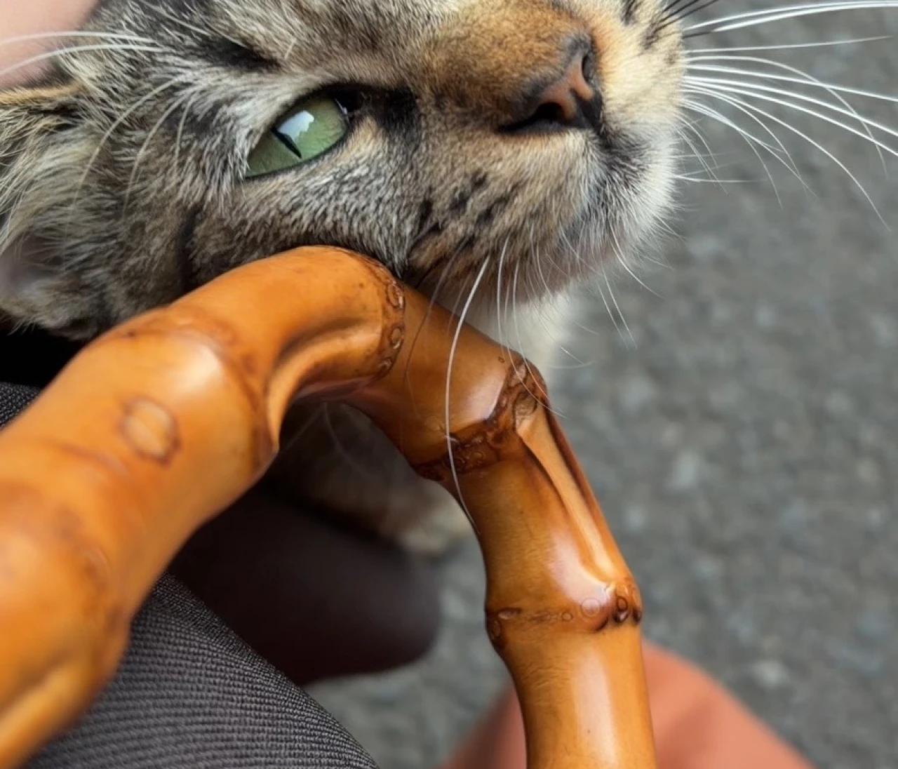 長崎の猫ちゃんは尻尾がカギ？出島貿易から続く歴史のお話🐱