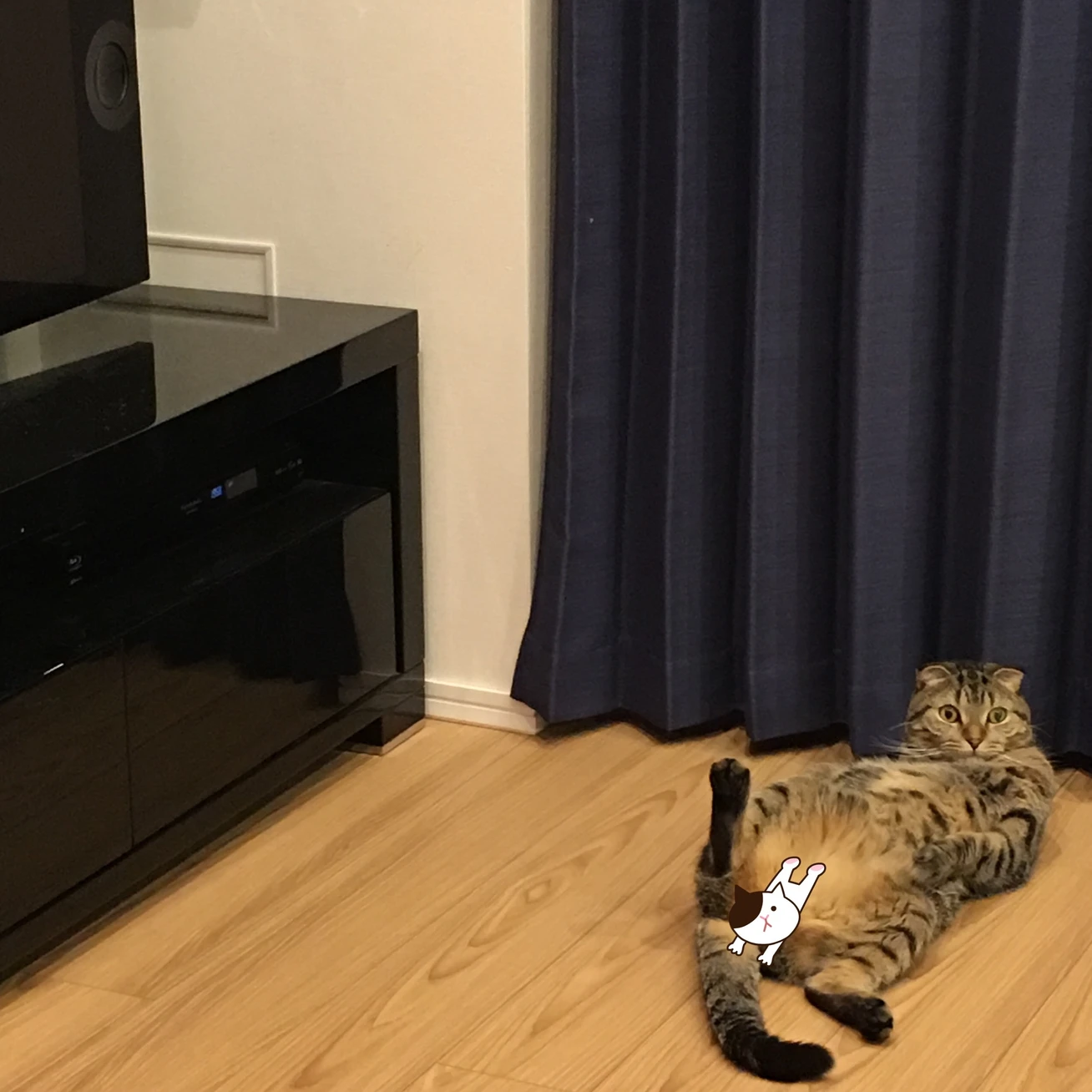 おっさんかな? それでも猫が好き!