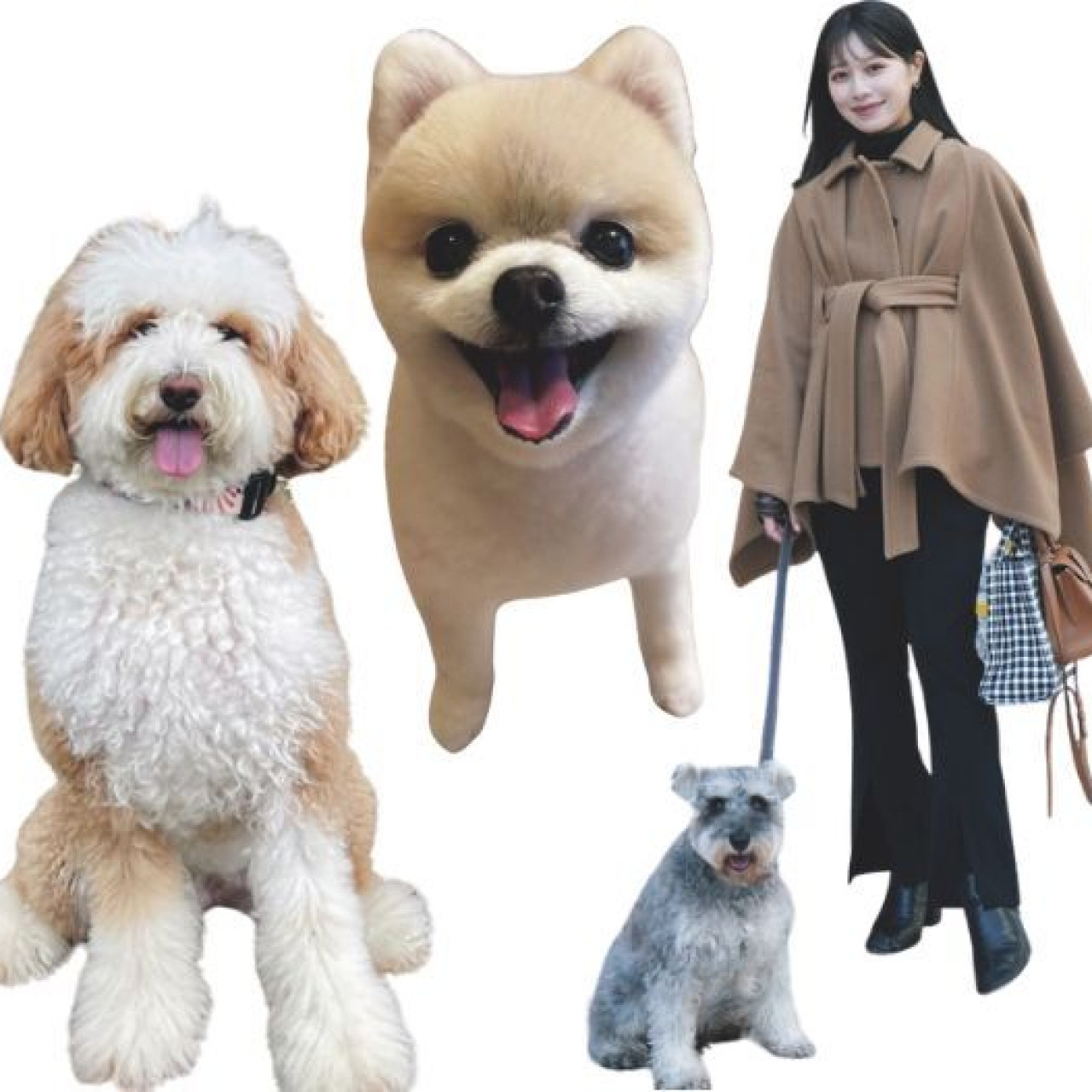 モデル&スタッフの可愛すぎる愛犬を公開♡【チームBAILAのわんわんSNAP】