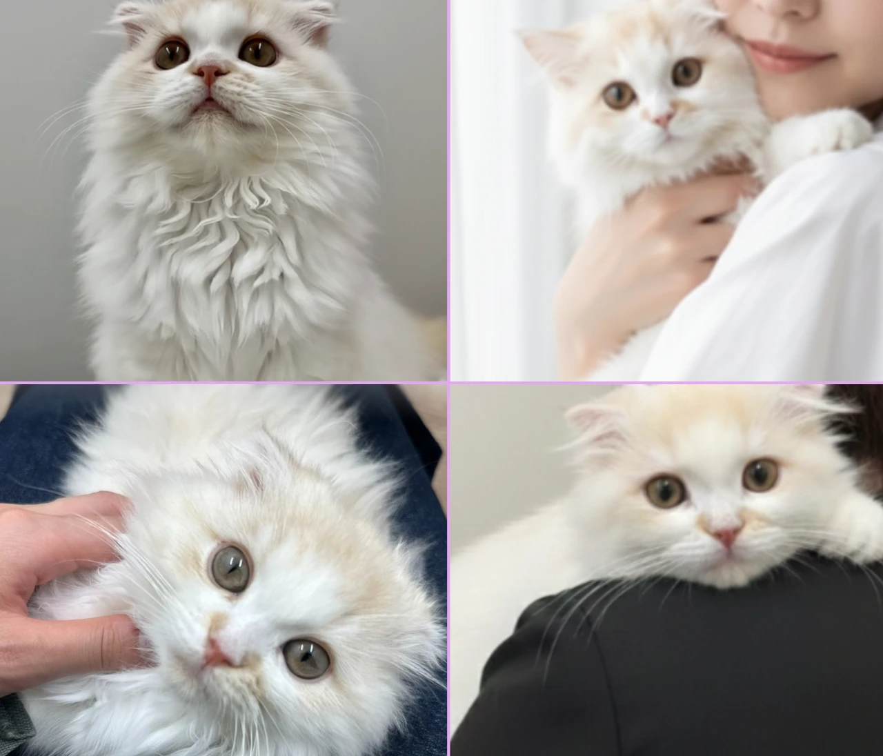 愛猫の難病発覚から寛解まで、私が学んだ命を守る知識