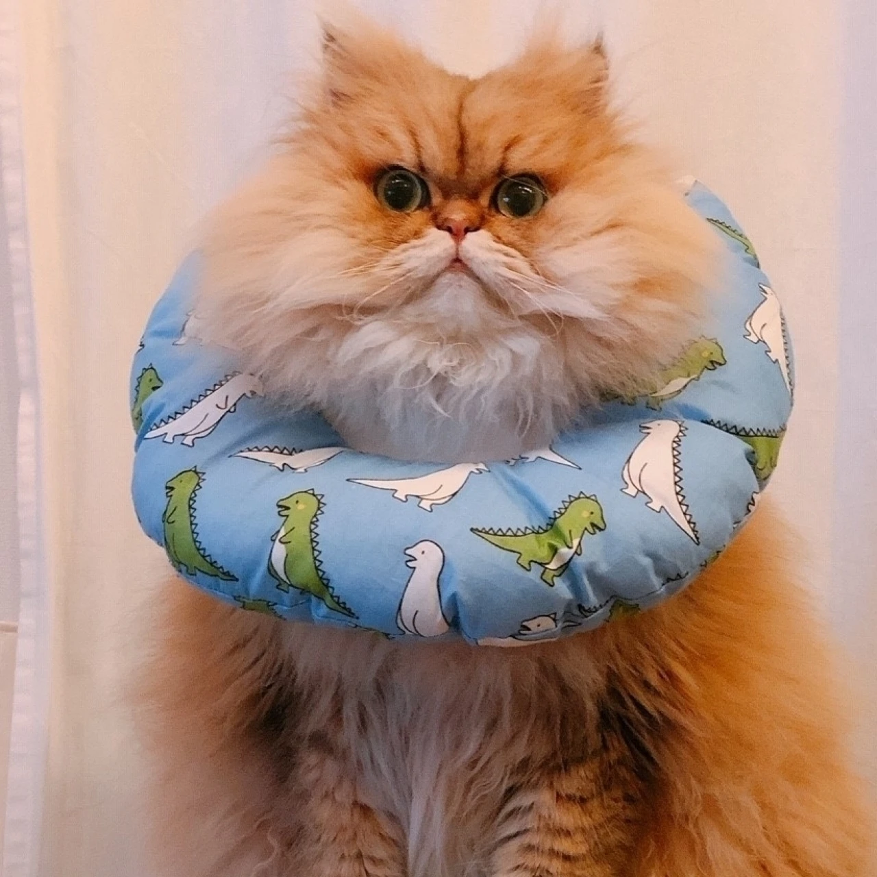 【集まれ、にゃんばか部♡】松島花、宮田聡子の愛猫も!かわいい猫たちの癒し画像集