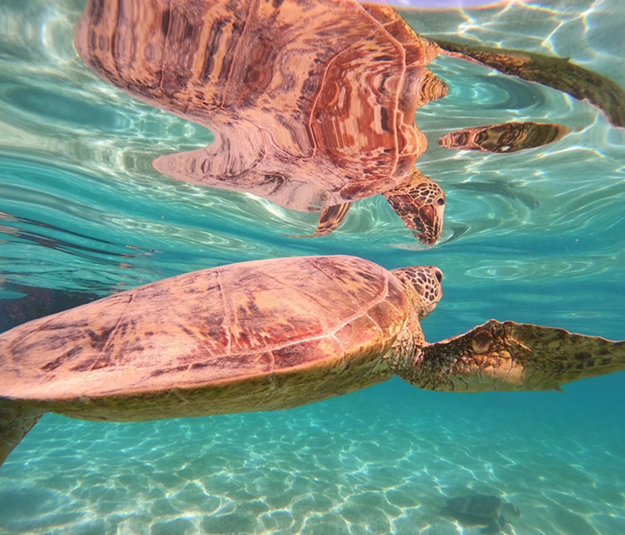 【宮古島】シュノーケル&クリアサップ
