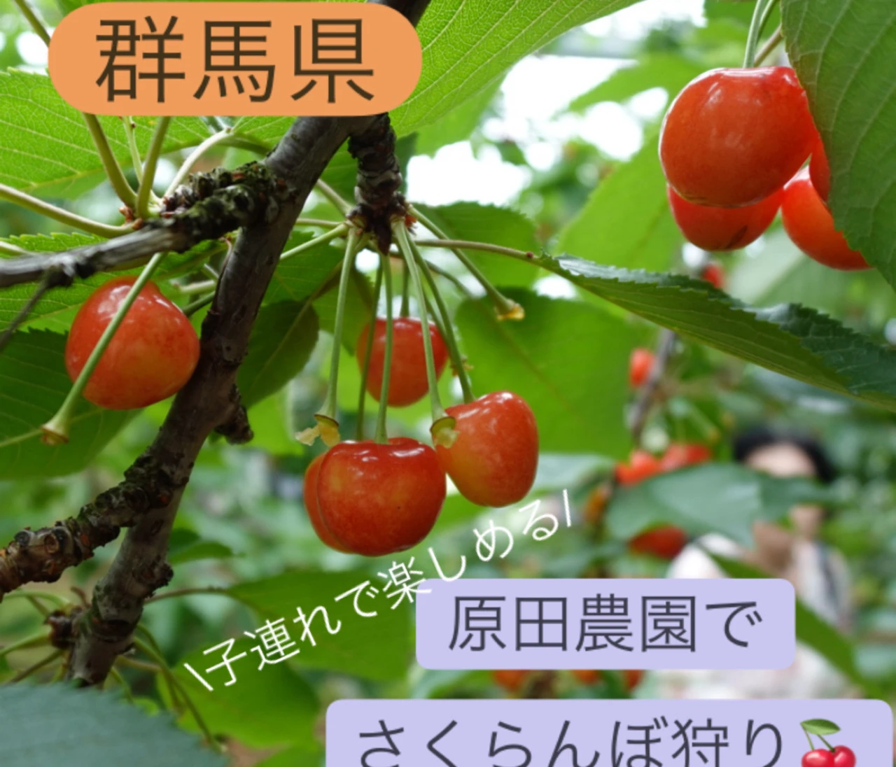 子連れでも安心！群馬・原田農園でさくらんぼ狩り体験レポ🍒