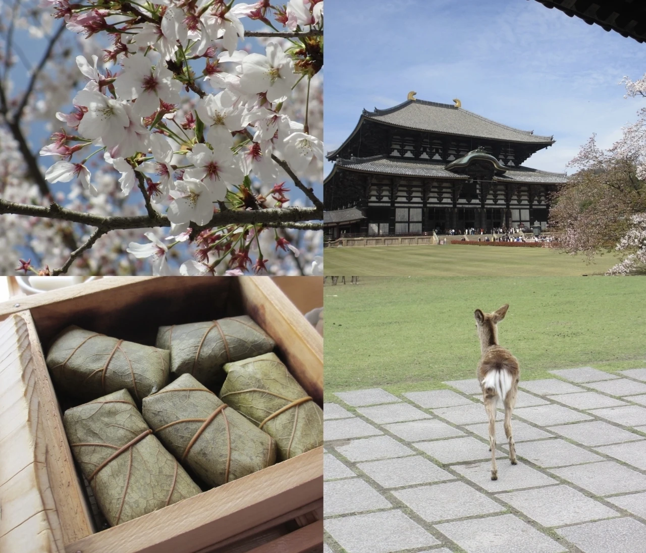 まだ見頃に間に合う♡ 桜をたのしむ古都・奈良旅のすゝめ｜日帰りプラン