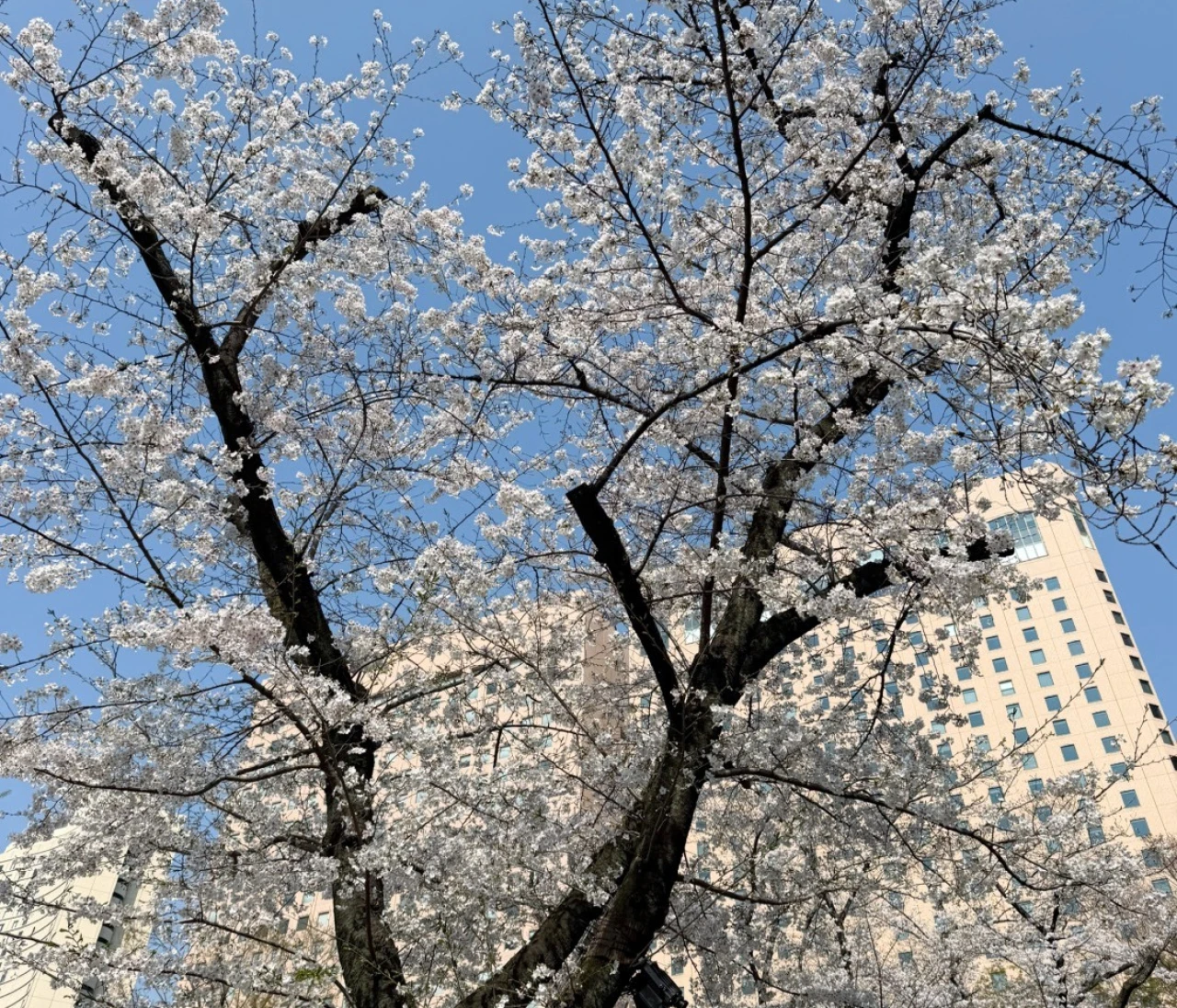 【後輩が宇宙人に見えたら読む本！？【新年度】モヤモヤを解く『無敵化する若者たち』