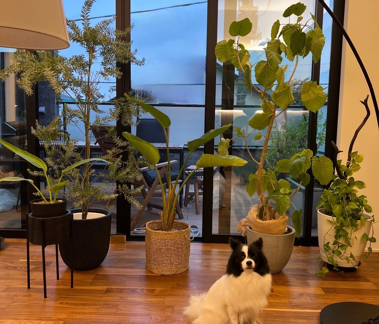 心地よいグリーンのある暮らし。我が家の観葉植物たち#おうち部