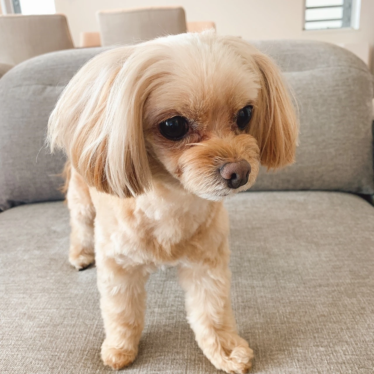 【集まれ、わんばか部♡】桐谷美玲、大政絢、有末麻祐子の愛犬が登場!