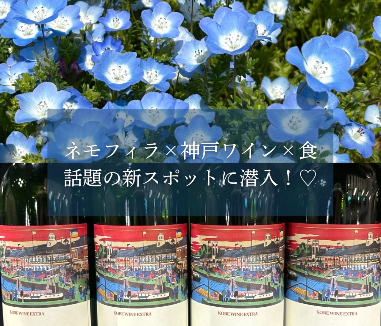 【ネモフィラ×神戸ワイン×食】 穴場な新スポット こうべアグリパークに行ってきた！