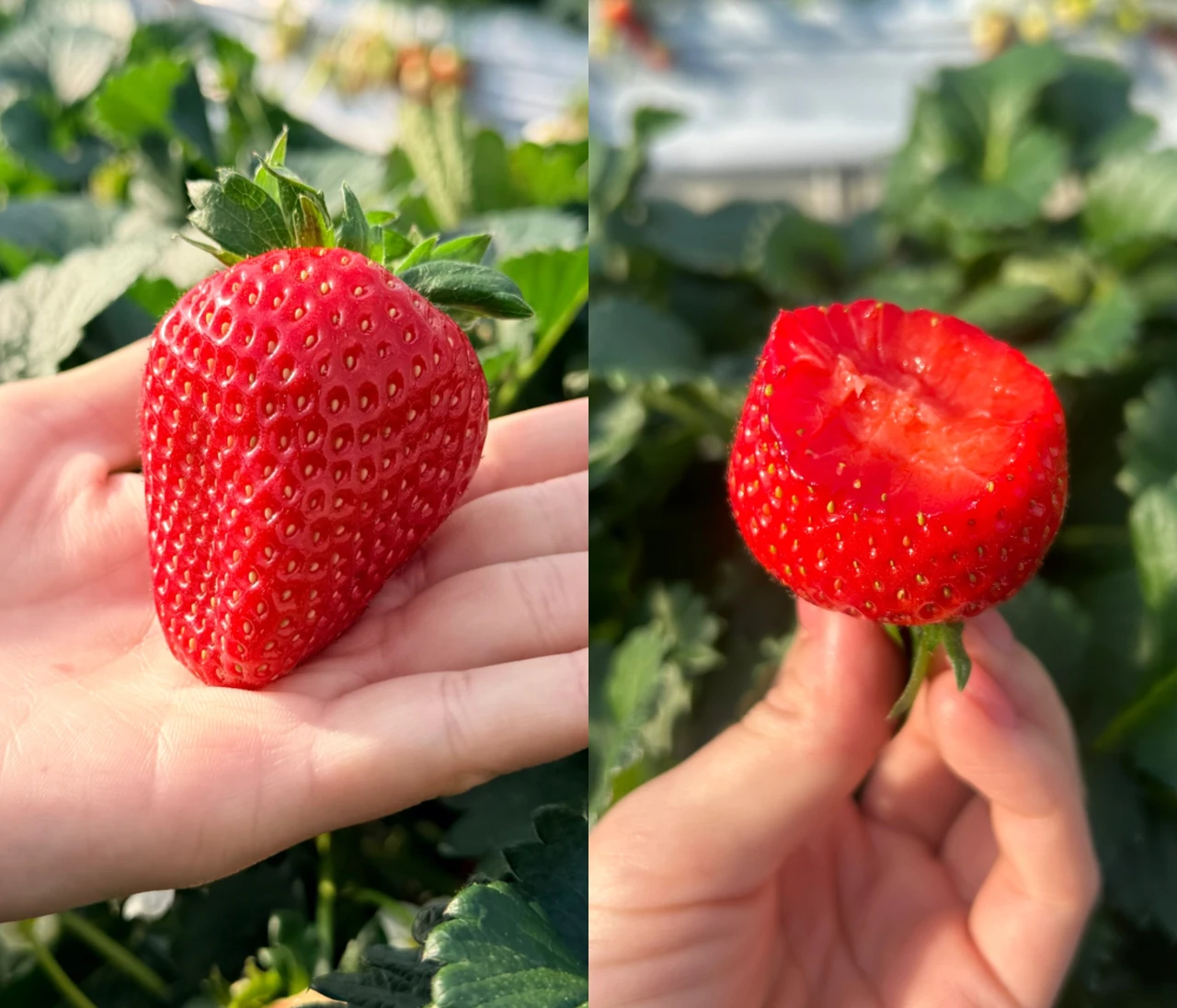 【栃木いちご狩り】希少種ロイヤルクイーンに感動！中まで真っ赤ないちごを「汚れずおしゃれに」楽しんで♡