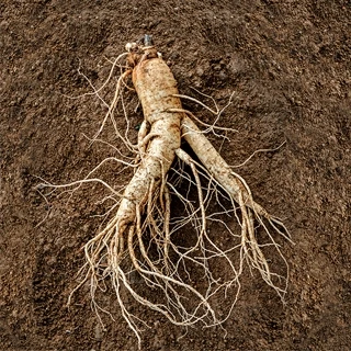 美容のプロがこぞって夢中!【高麗人参】がスゴイ理由