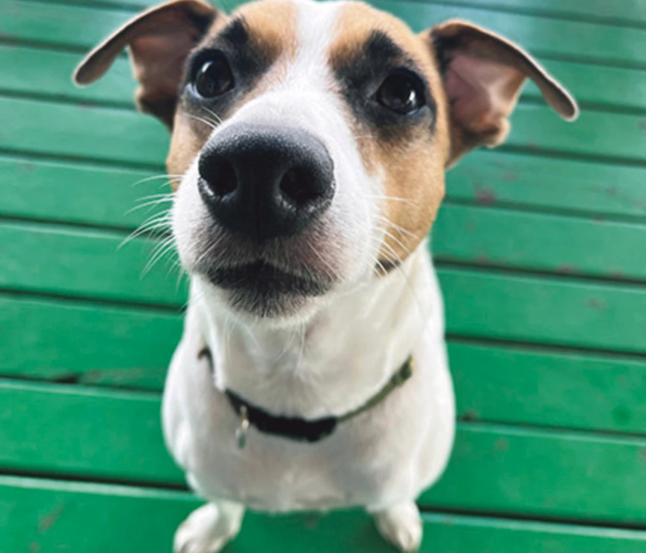 【わんこ】スーパーバイラーズの愛犬が登場♡リアルな溺愛わんこ事情も【チームBAILAのわんわんSNAP】