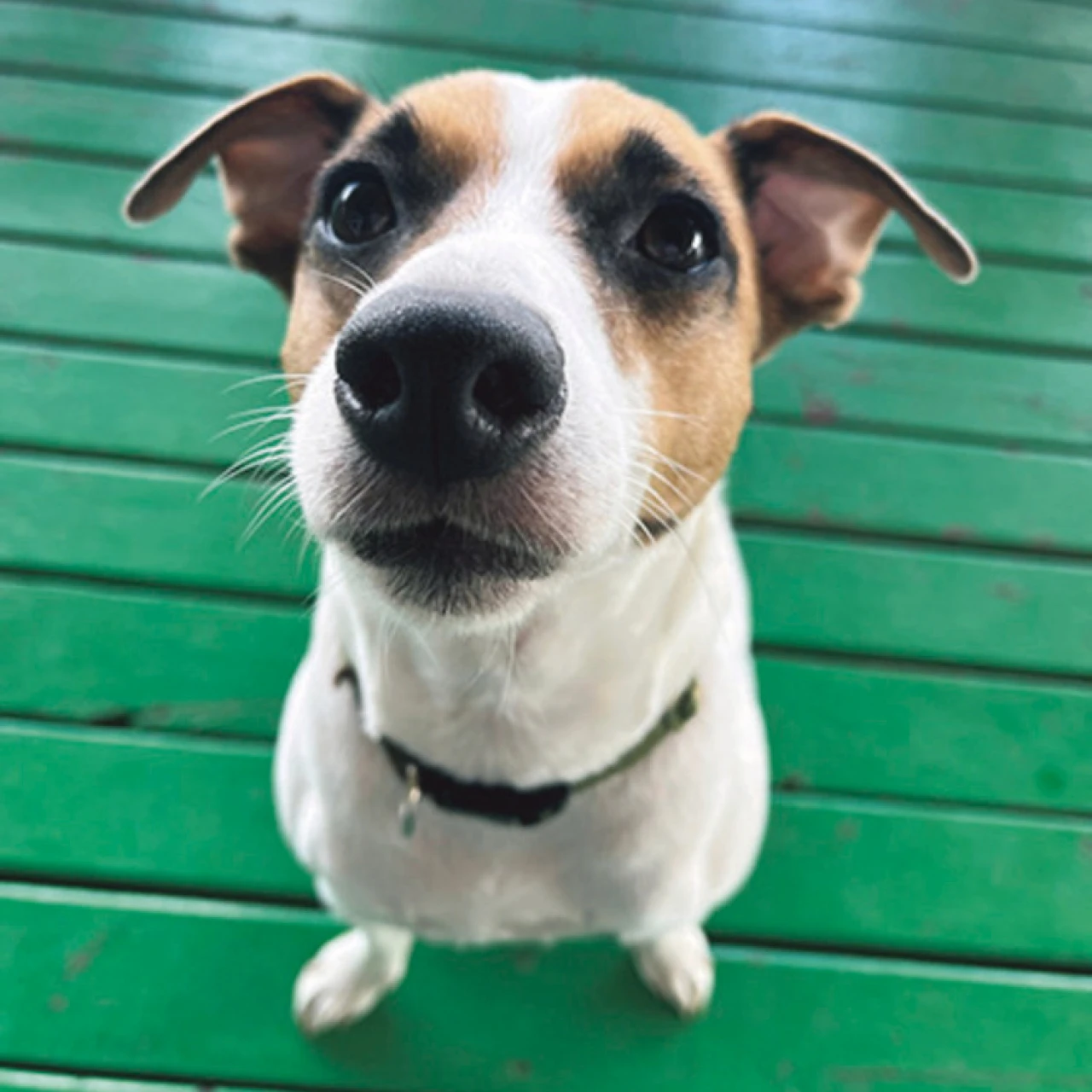 【わんこ】スーパーバイラーズの愛犬が登場♡リアルな溺愛わんこ事情も【チームBAILAのわんわんSNAP】