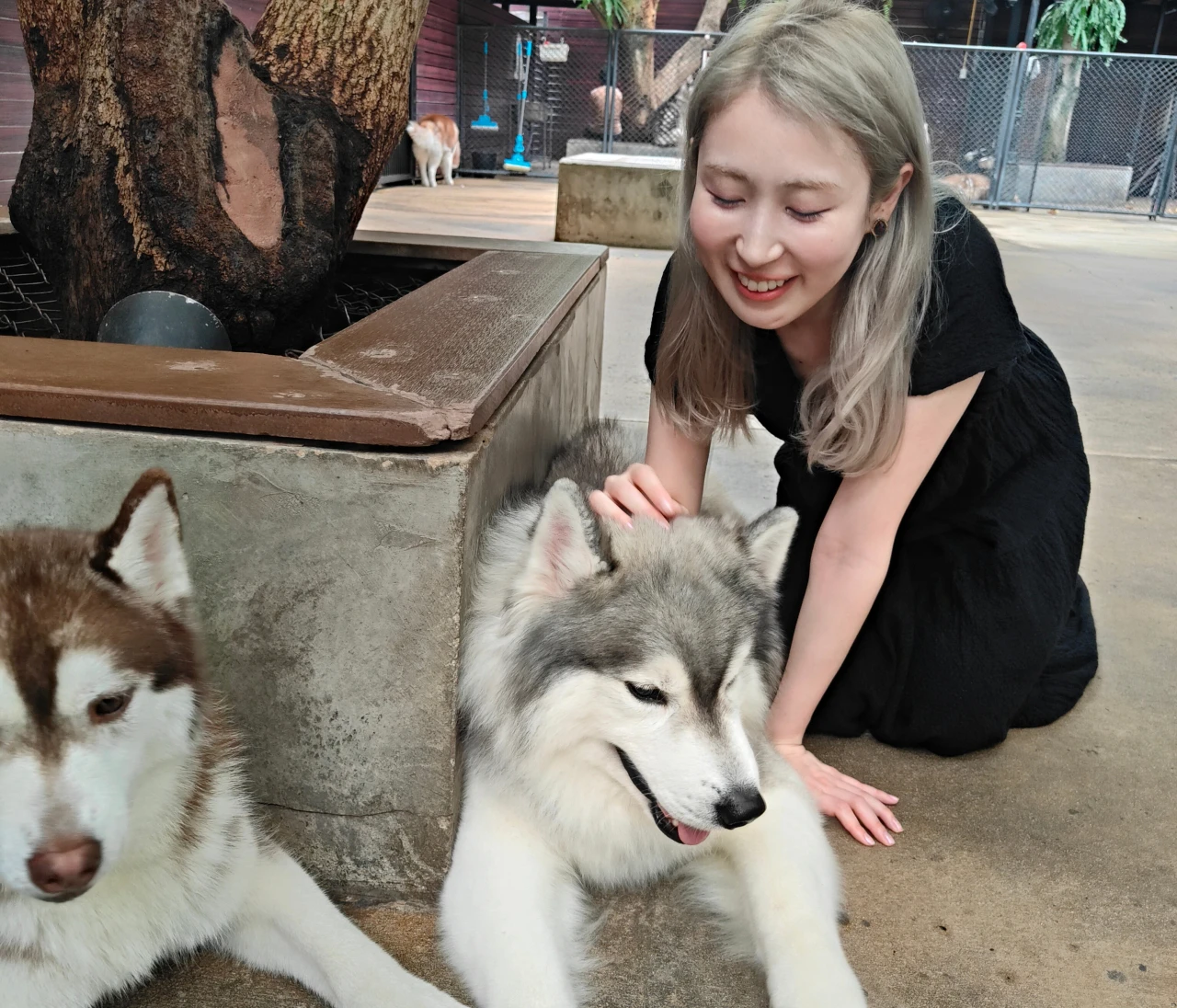 【タイ・バンコクおすすめ】ハスキーカフェ「TrueLove @ Neverland (Husky Cafe)」は最高の癒し空間♡