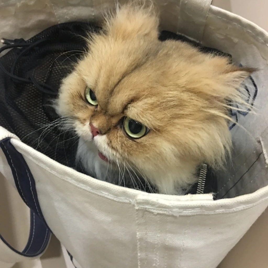 にゃんバカ必見！　可愛すぎるゲスト猫　