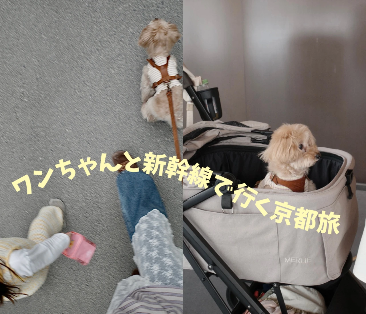 【初めての犬連れ京都旅行】ワンちゃんと新幹線で行く京都旅｜準備・移動のリアル体験