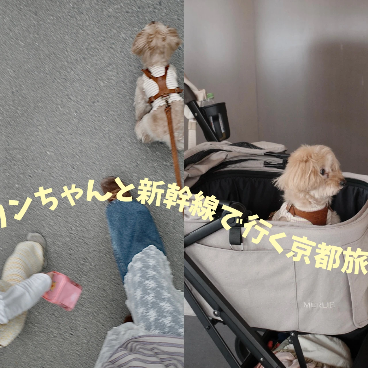 【初めての犬連れ京都旅行】ワンちゃんと新幹線で行く京都旅|準備・移動のリアル体験