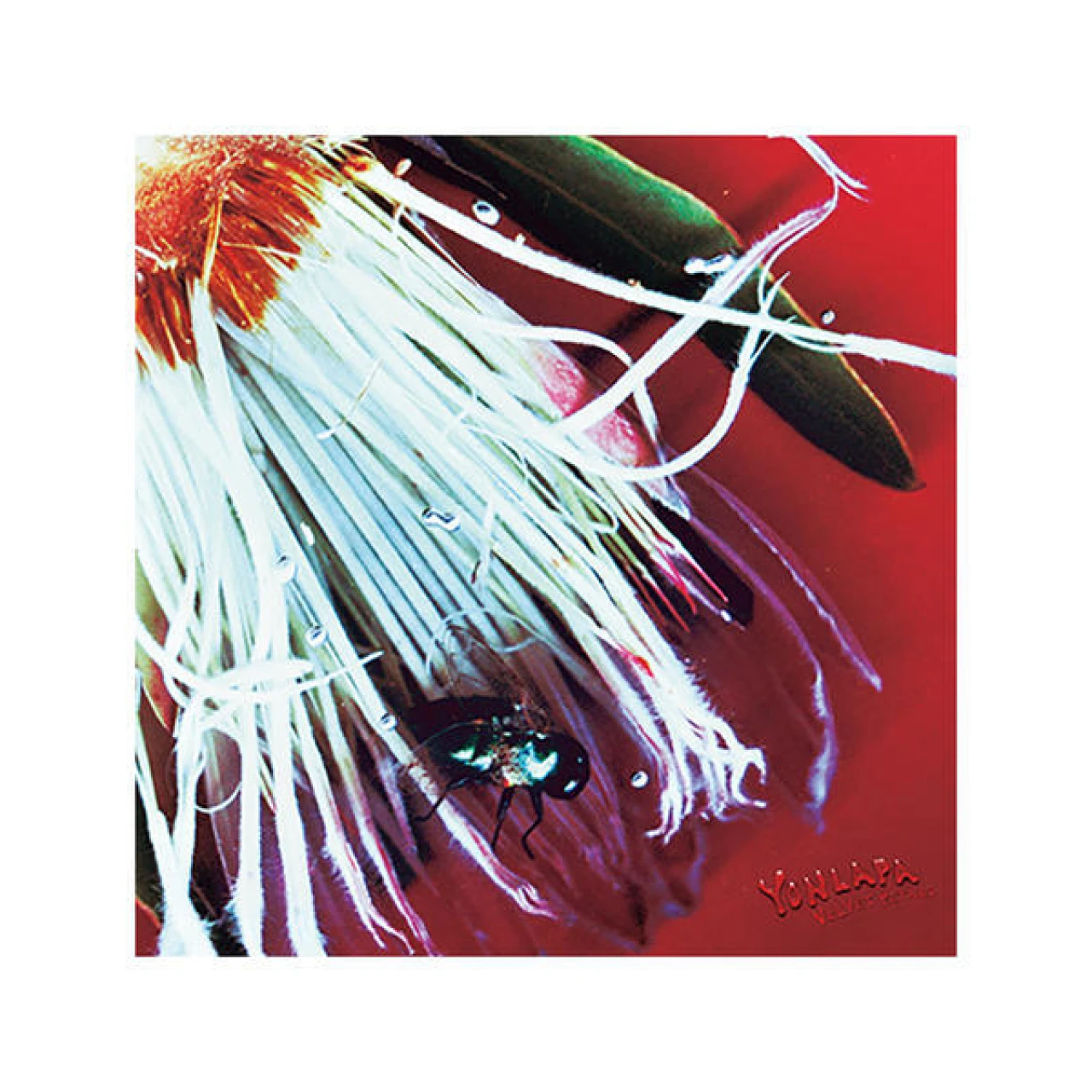 タイ・チェンマイ発、4人組バンドYONLAPAのEP『Velvet Petals』をレビュー【音楽流行キーワード ワールドツアーの隆盛】