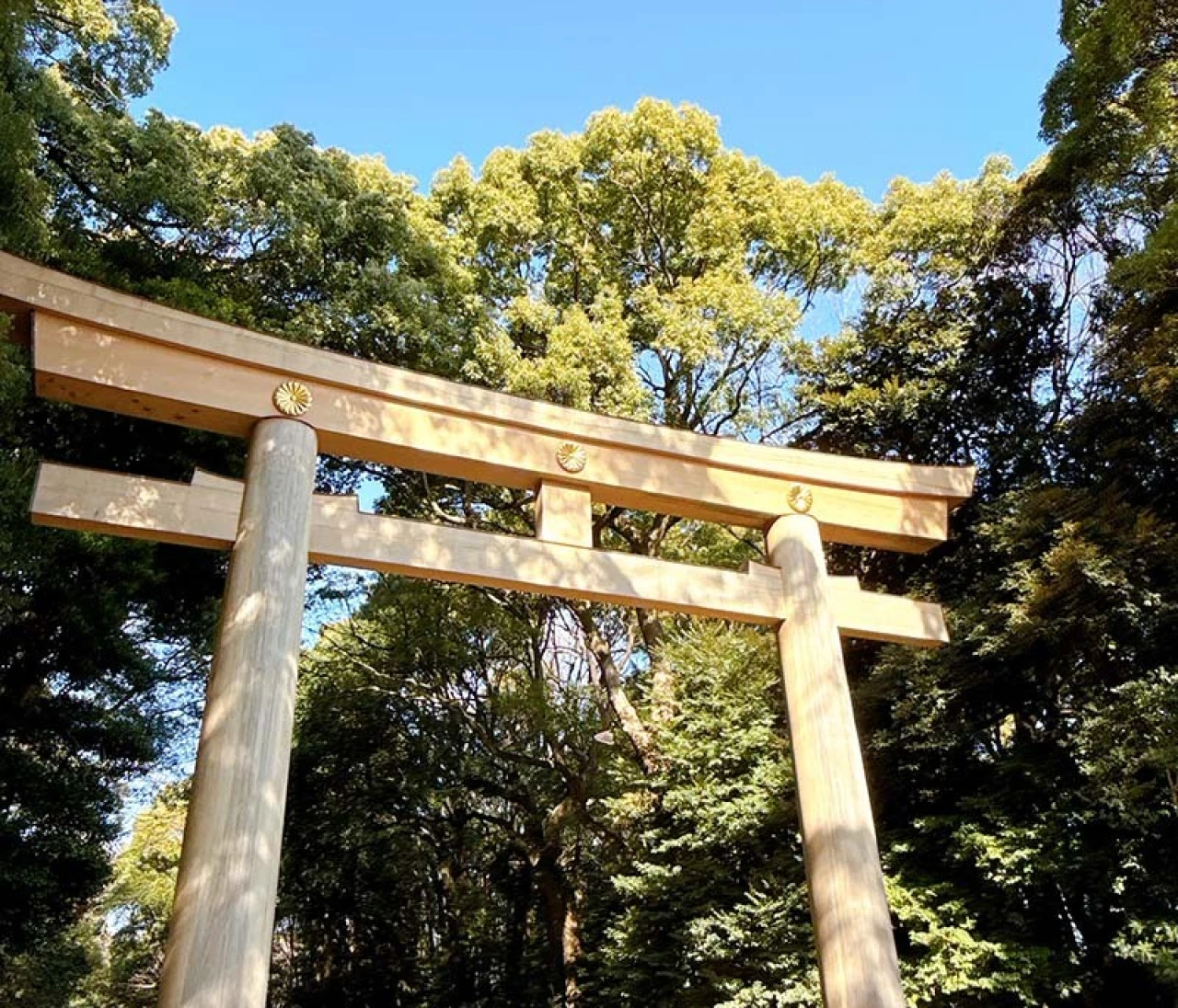 【明治神宮】深い森で心のリセット。参拝後の代々木公園散歩