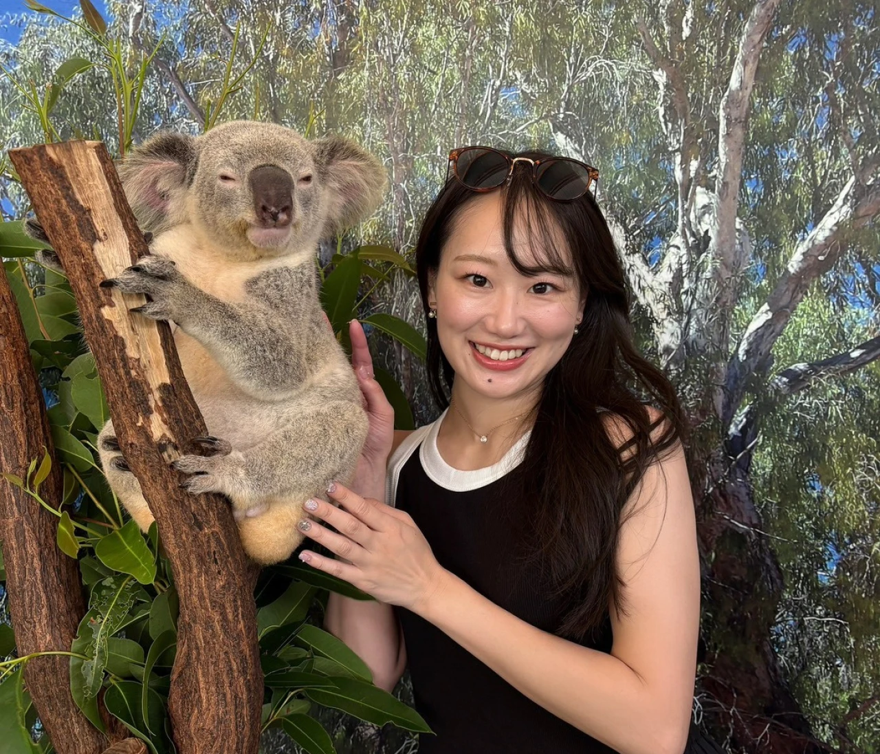 オーストラリア旅行｜コアラを会うならここ！ケアンズ【キュランダ村 のすすめ】