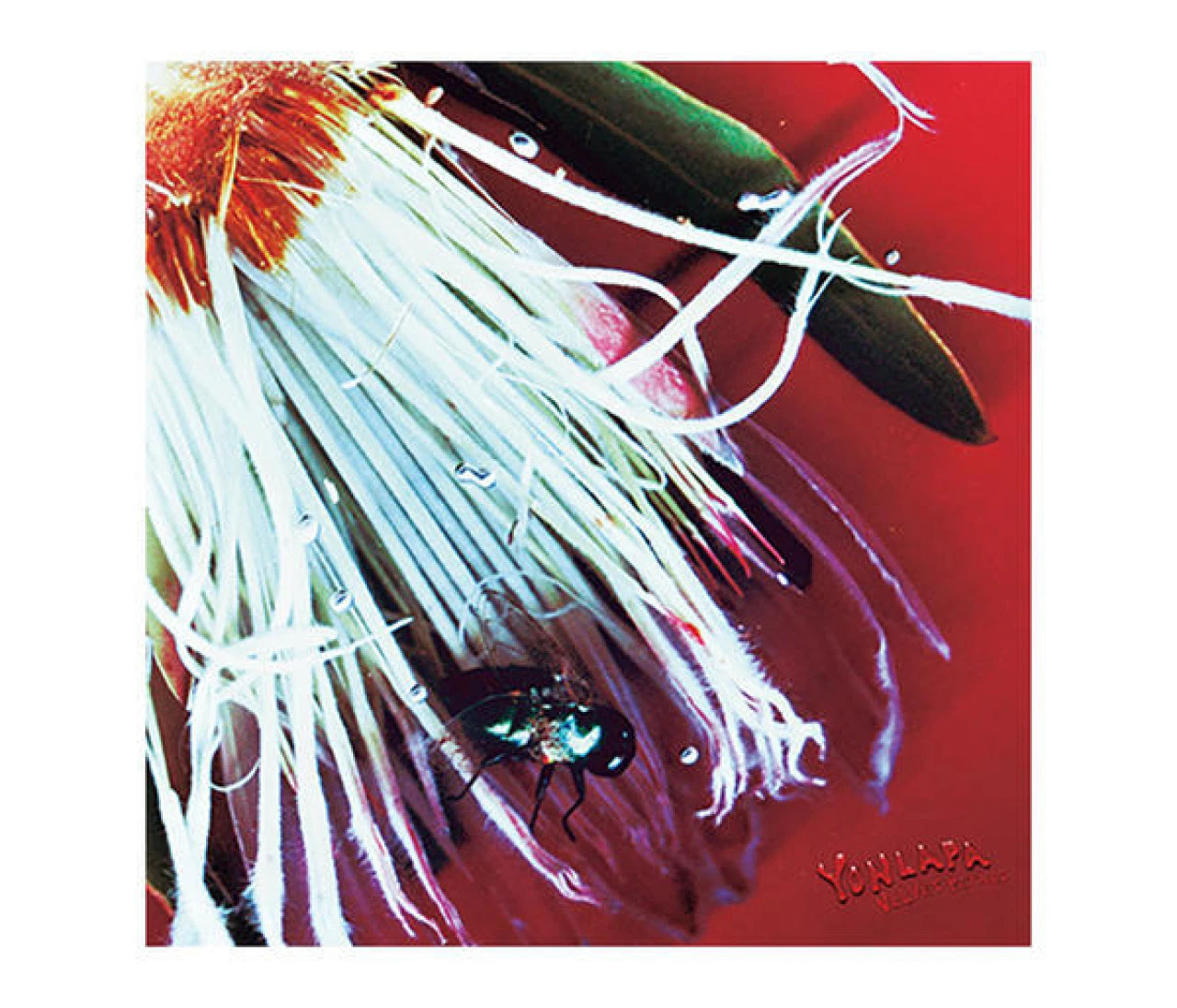 タイ・チェンマイ発、4人組バンドYONLAPAのEP『Velvet Petals』をレビュー【音楽流行キーワード ワールドツアーの隆盛】