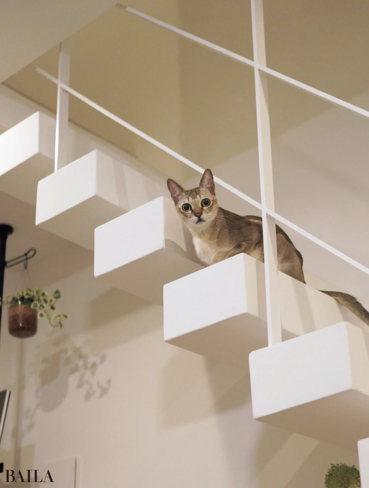 【気ままな3兄弟 】CATS 1