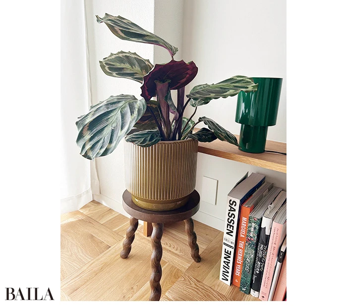 須藤さんも必ずチェックするというイケアで、鉢カバーとランプを購入。