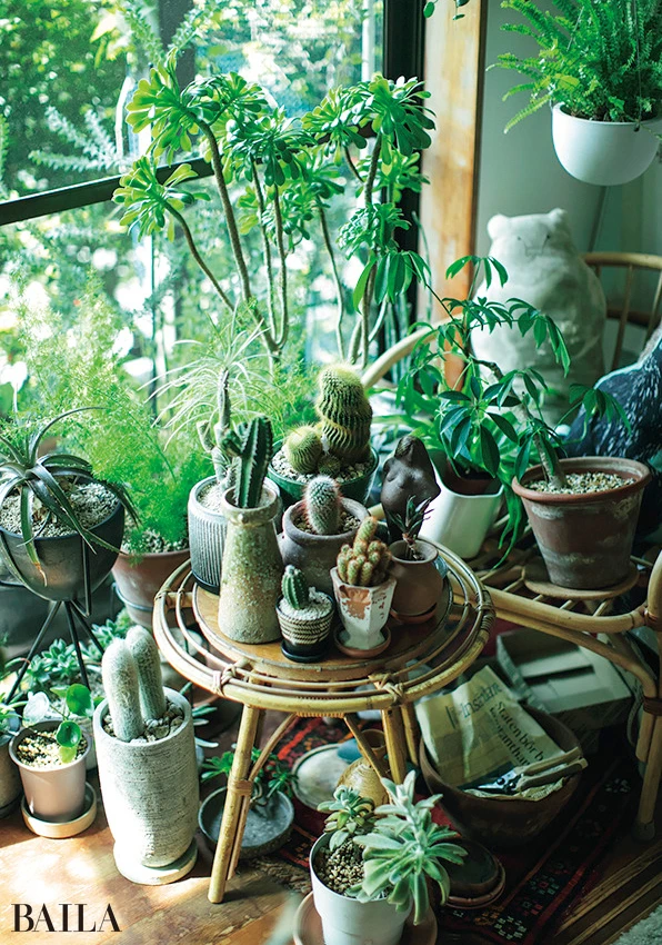 直置きしたりスツールにのせたり。グリーンは置く位置に高低差を出すことで、目線が変わってより印象的になるそう。