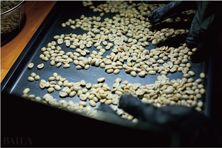 豆は手作業でピッキング