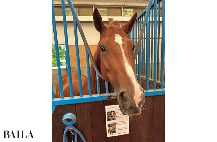 佐々木良子さん 馬の写真