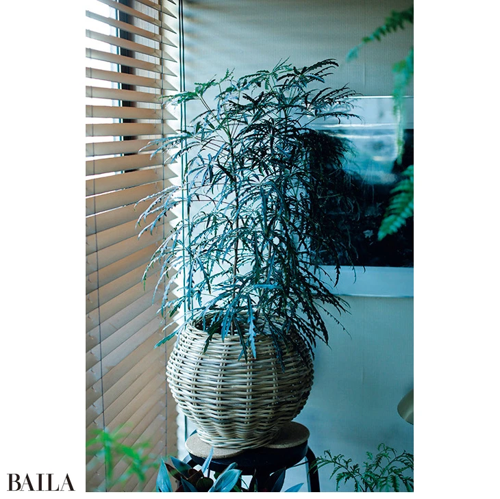 ラタン素材はグリーンと絶好の相性を発揮。 (須藤さん)