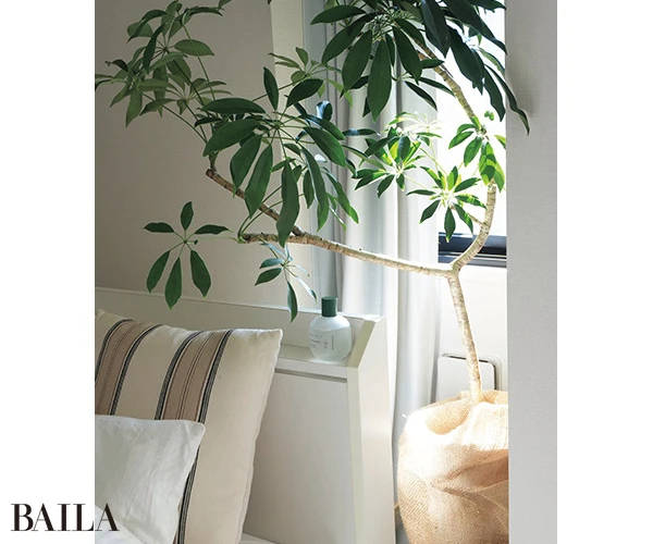 「爽やかで清涼感のある葉形のおかげで、寝室がスタイリッシュに変化。邪気払いなど、風水的にも期待できそう」(阿部さん)